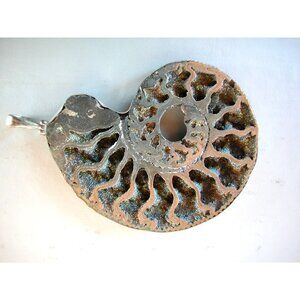 Ammonite Fossil Pendant With Sterling Silver Bezel